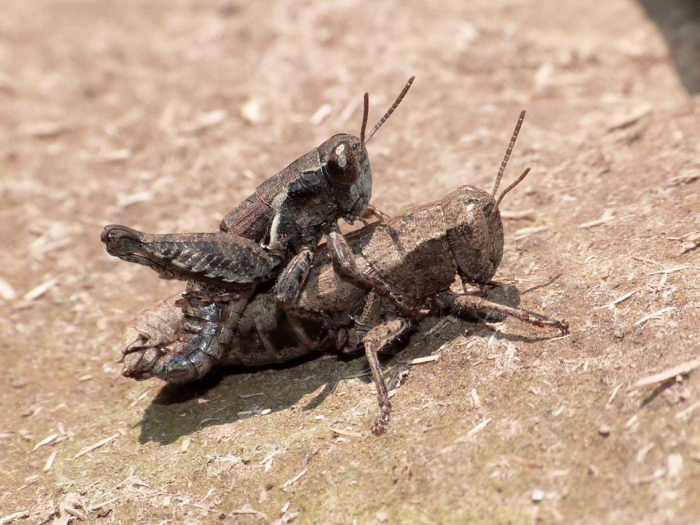 Pezotettix giornae?